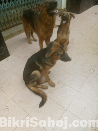 German Shepherd